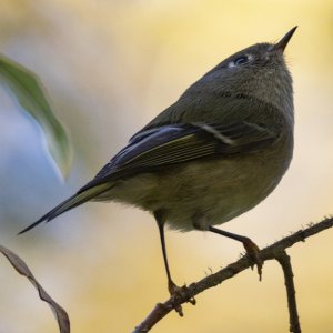 B03RubyCrownedKinglet7040.jpg