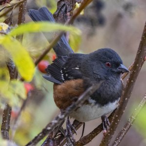 C05SpottedTowhee6889.jpg