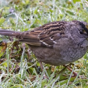 C03GoldenCrownedSparrow6964.jpg