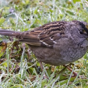 C03GoldenCrownedSparrow6964.jpg