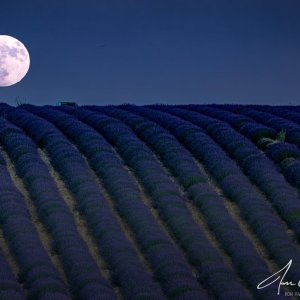 Ron Raport Moon over Provence.jpg