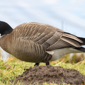 A02CacklingGoose8094.jpg
