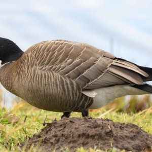 A02CacklingGoose8094.jpg