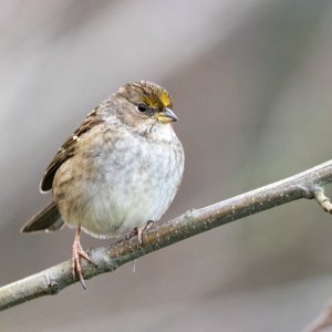 B01GoldenCrownedSparrow8140.jpg