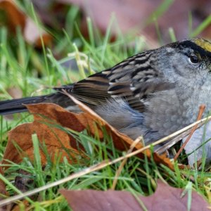 B02GoldenCrownedSparrow8064.jpg