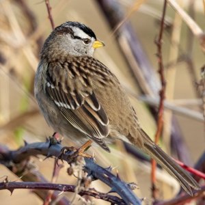 B03WhiteCrownedSparrow8415.jpg