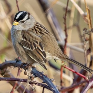 B04WhiteCrownedSparrow8423.jpg