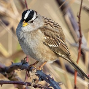 B06WhiteCrownedSparrow8431.jpg