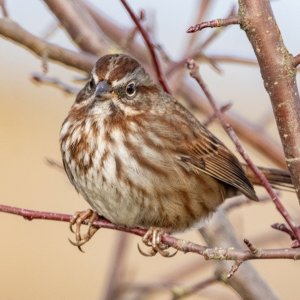 B07SongSparrow8352.jpg