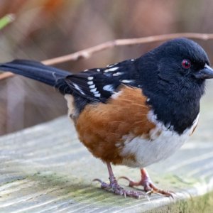 B08SpottedTowhee8313.jpg