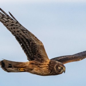 C01NorthernHarrier8393.jpg