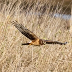 C02NorthernHarrier8381.jpg