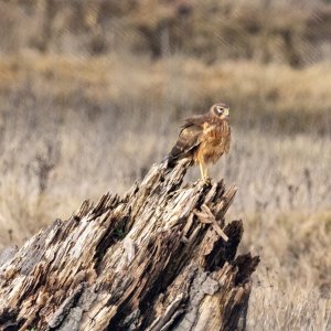 C06NorthernHarrier8412.jpg