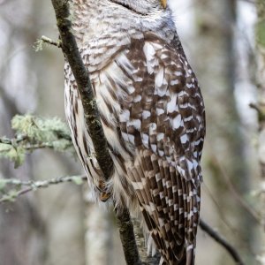 C08BarredOwl8249.jpg