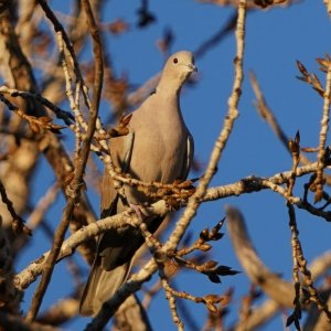 Collered Dove.JPG