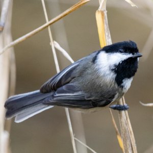 D01BlackCappedChickadee8152.jpg