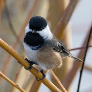 D02BlackCappedChickadee8211.jpg