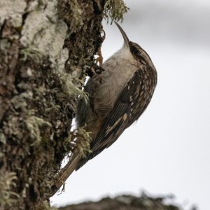 D03BrownCreeper8310.jpg