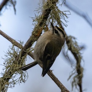 D04GoldenCrownedKinglet8265.jpg