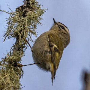 D05GoldenCrownedKinglet8271.jpg