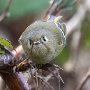 D05RubyCrownedKinglet8125.jpg