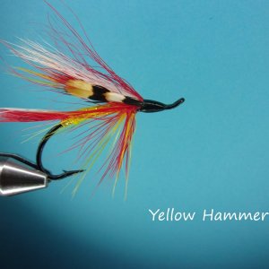 Yellow Hammer.jpg