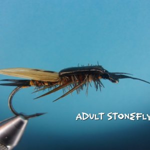 Adult Stonefly.jpg