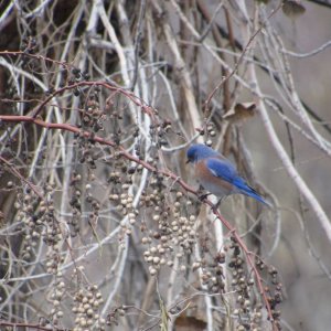 bluebird1.JPG