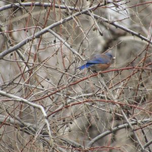 bluebird3.JPG