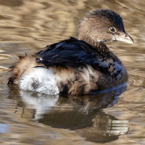 A01PiedBilledGrebe8554.jpg