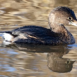 A02PiedBIlledGrebe8556.jpg