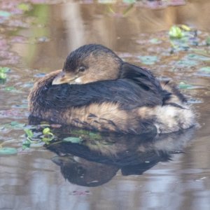 A04PiedBilledGrebe8497.jpg