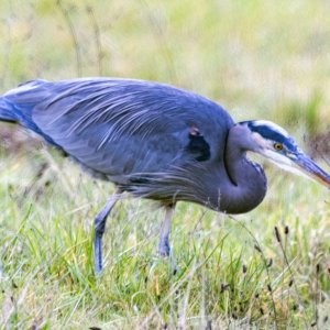 C01GreatBlueHeron8641.jpg