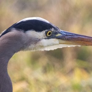 C02GreatBlueHeronHeadShot8474.jpg