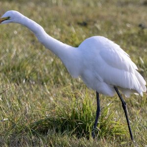 C03GreatEgret8560.jpg