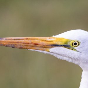 C04GreatEgret8640.jpg