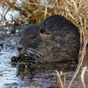 B02Nutria8580.jpg