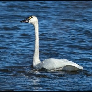 IMG_9117TundraSwan.jpeg