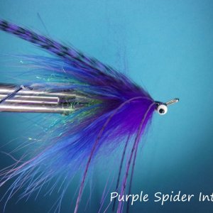 Purple Spider Intruder2.jpg