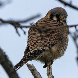 B04AmericanKestrel8677.jpg