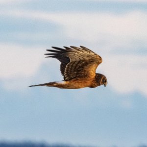 B04NorthernHarrier8962.jpg