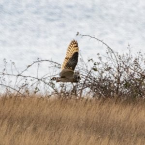 B05ShortEaredOwl8920.jpg