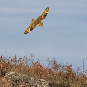 B06ShortEaredOwl8939.jpg