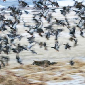 waterfowl1122015 045edited.jpg