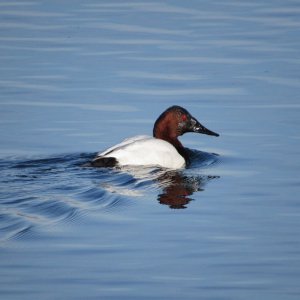 Canvasback.JPG