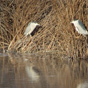 night Heron.JPG