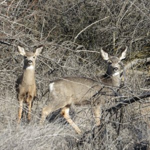 mule deer.JPG