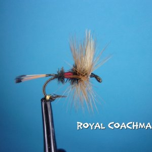 royal coachman dry.jpg