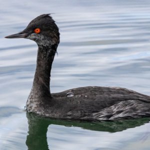 A02EaredGrebe9624.jpg