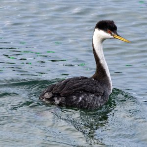 A04WesternGrebe9578.jpg